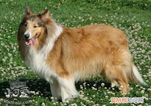 各星座适合养什么狗 超准！从星座可以看出你适合养什么狗狗！