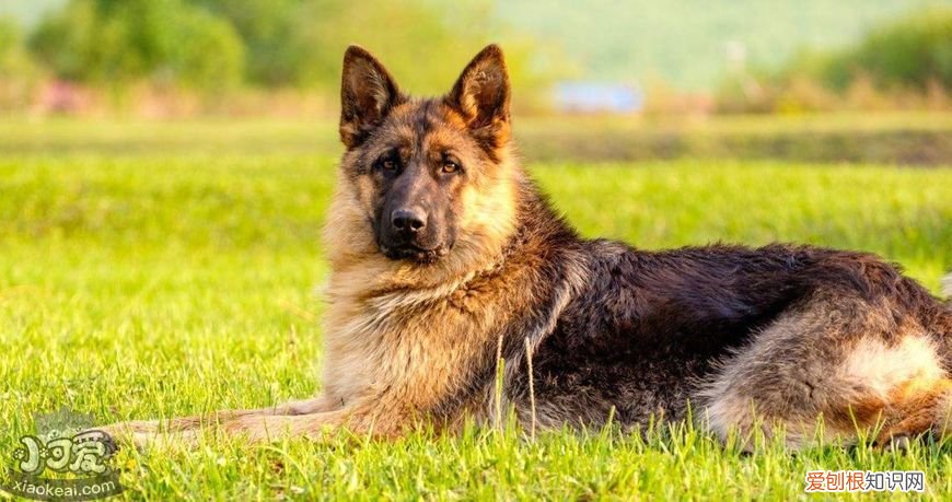 各星座适合养什么狗 超准！从星座可以看出你适合养什么狗狗！