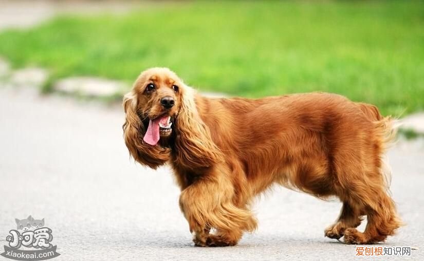 各星座适合养什么狗 超准！从星座可以看出你适合养什么狗狗！