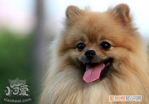 各星座适合养什么狗 超准！从星座可以看出你适合养什么狗狗！