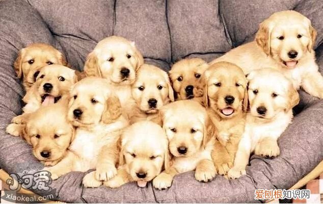 各星座适合养什么狗 超准！从星座可以看出你适合养什么狗狗！