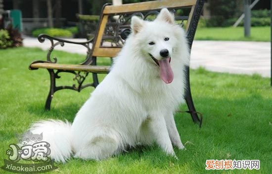 各星座适合养什么狗 超准！从星座可以看出你适合养什么狗狗！