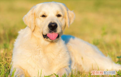 治愈犬有哪几种品种 治愈犬有哪几种