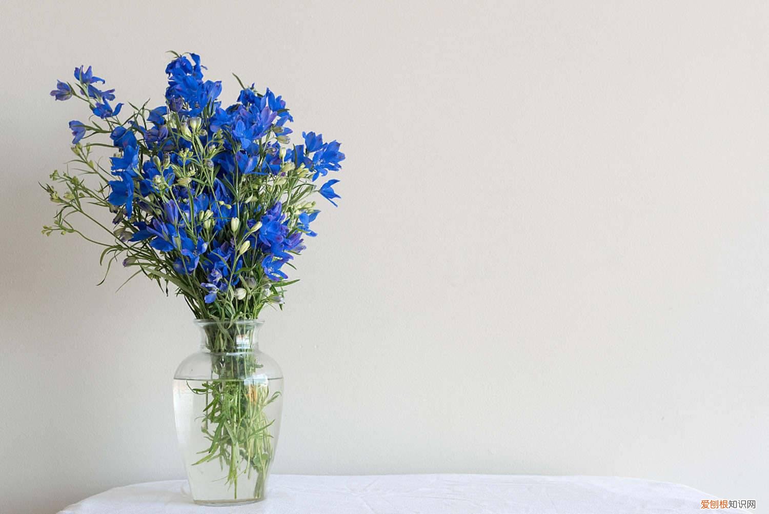 飞燕草在北方室外能过冬吗 飞燕草的种植方法，冬天能过冬吗