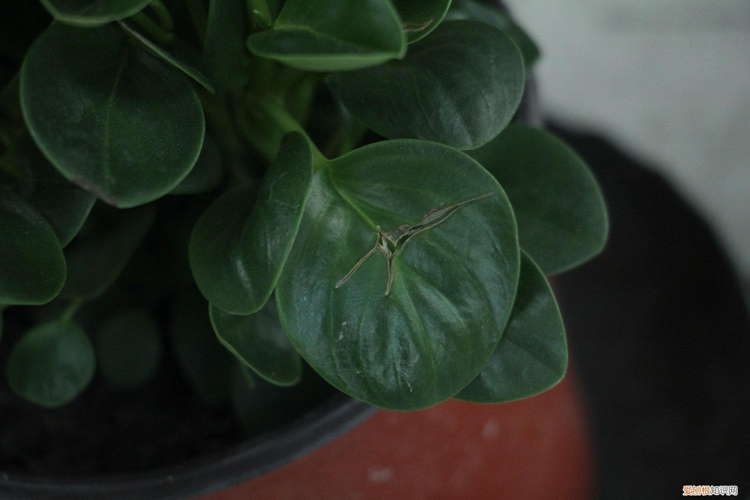 豆瓣绿怎么扦插几天生根 豆瓣绿怎么扦插