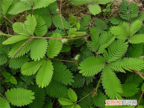 含羞草的花语及寓意 含羞草为什么会害羞