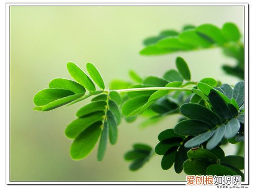 含羞草的花语及寓意 含羞草为什么会害羞