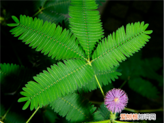 含羞草的花语及寓意 含羞草为什么会害羞
