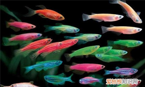 淡水观赏鱼种类有哪些 怎么养观赏鱼