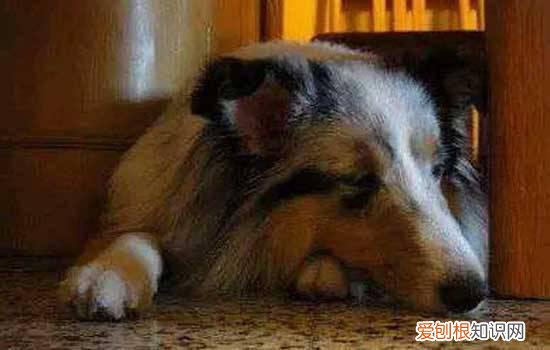 养狗技术和防治疾病视频 养狗技术和防治疾病