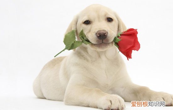 拉布拉多什么时候开始长 拉布拉多几个月开始猛长