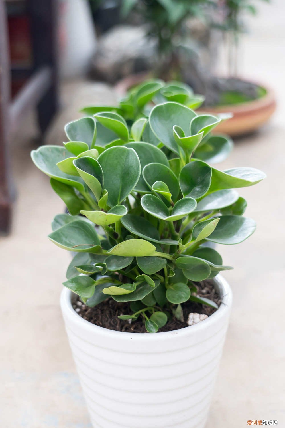 豆瓣绿冬季的养殖方法和注意事项 豆瓣绿冬天怎么养