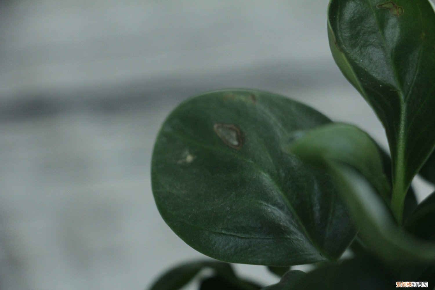 豆瓣绿冬季的养殖方法和注意事项 豆瓣绿冬天怎么养