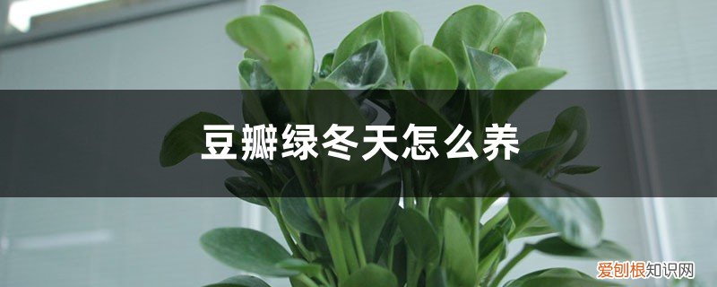 豆瓣绿冬季的养殖方法和注意事项 豆瓣绿冬天怎么养