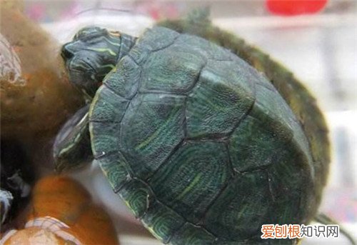 乌龟冬眠一般是多久 乌龟进入冬眠阶段要怎么养