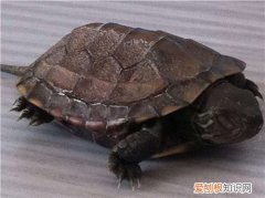 乌龟冬眠一般是多久 乌龟进入冬眠阶段要怎么养