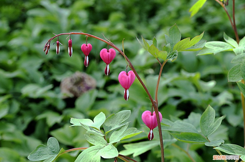 铃兰花的花语 铃兰花有什么作用