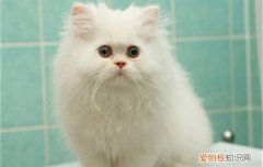 长毛金虎斑猫是什么品种 英短金虎斑猫是什么品种