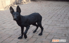 黑狼犬纯不纯怎么分辨图片 黑狼犬纯不纯怎么分辨