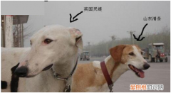 灵缇犬和细犬有什么不一样 灵缇和细犬的区别