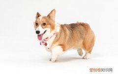 宠物犬疫苗周期 宠物犬疫苗周期是多久