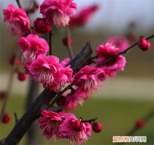 腊梅花的功效与作用 腊梅花的食谱做法