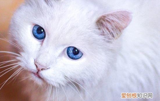 大巴上让带猫吗 大巴允许带猫吗