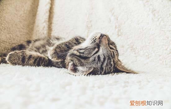 猫咪睡觉时缩成一团 猫睡觉缩成一团怎么回事