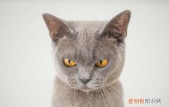 野猫和家猫的区别是什么图片 野猫和家猫的区别是什么