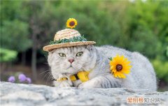 波斯猫的尾巴像什么写句子 波斯猫的尾巴像什么