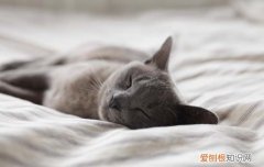 狸花猫性格怎么样啊 狸花猫性格怎么样