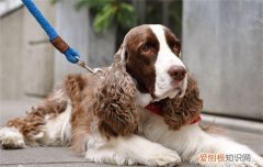 ?史宾格犬智商相当于人的几岁