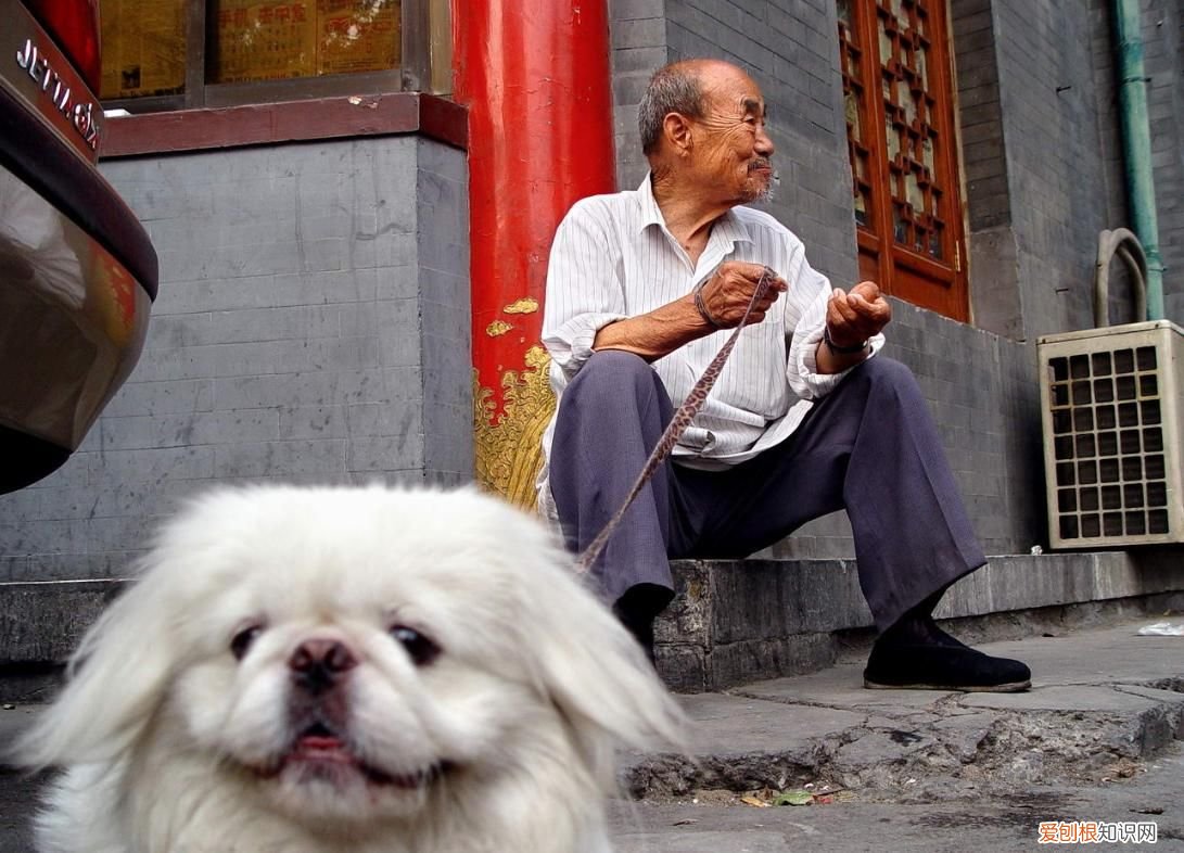 重阳节关爱老人送什么 重阳节：送老人一只宠物吧~