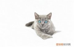 猫咪胡子被剪掉一半怎么办