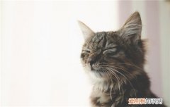 蓝公猫和母猫哪个好 蓝猫公和母的区别