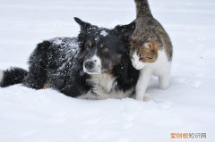 狗狗假咬主人意味着什么心理 狗狗假咬主人意味着什么