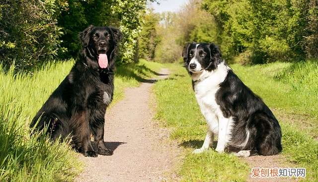 拉布拉多犬适不适合楼房养 拉布拉多适合楼房养吗