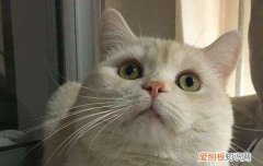 用什么方法去猫虱子 去猫虱子最简单的方法