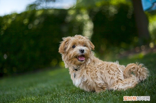 比熊狗的寿命最长多少年 比熊犬寿命一般多少年