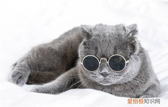 英短蓝猫多大可以配种 给英短蓝猫配种的时间