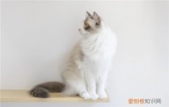 养金吉拉猫的弊端有哪些 养金吉拉猫的弊端