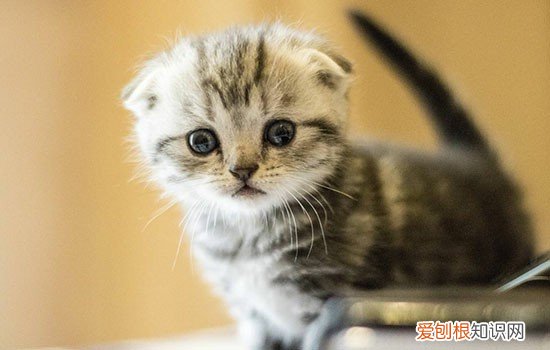 为什么猫会发春 冬天猫会发春吗