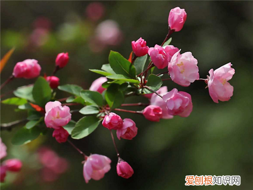 海棠花花语是什么海棠花代表什么