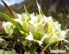 雪莲花茶作用 天山雪莲花茶怎么泡