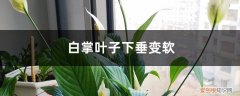 白掌叶子下垂变软叶尖发黑 白掌叶子下垂变软怎么办