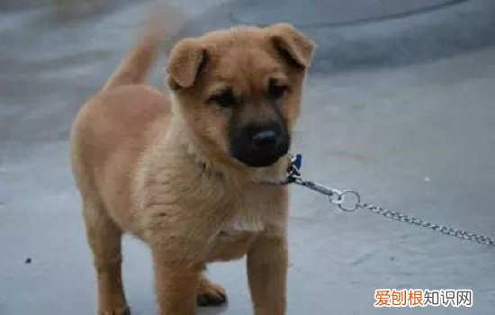 为什么不喜欢养土狗 为什么养土狗的人越来越少