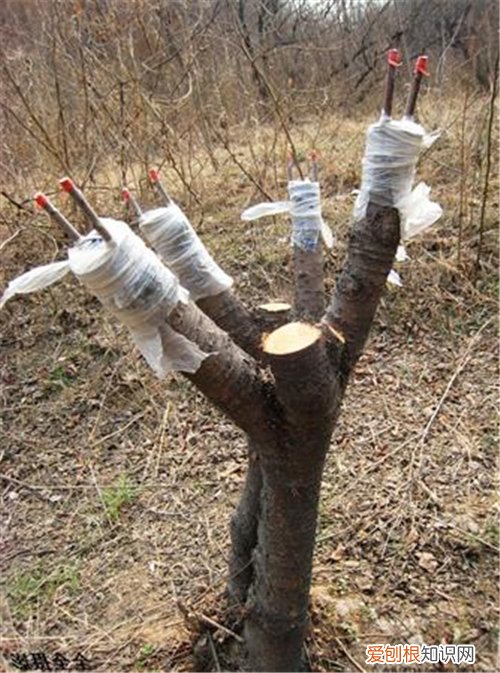 樱桃树嫁接常用的五种砧木 嫁接一定要选好砧木