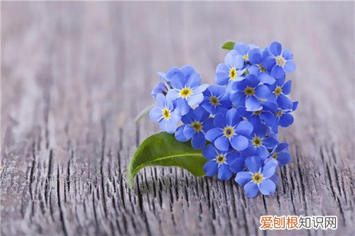 勿忘我的功效及其作用 勿忘我可以与什么植物搭配