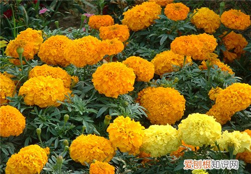 万寿菊的功效与作用有哪些 万寿菊能不能家养