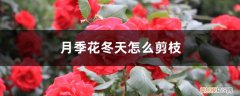 月季花冬天剪枝留嫩枝还是老枝 月季花冬天怎么剪枝